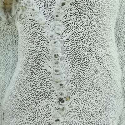 Astrophytum myriostigma cv. Onzuka V-type f. columnare (super white) - Giromagi
