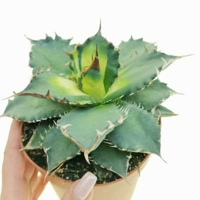 Agave titanota f. variegated | Giromagi cactus and succulents for 