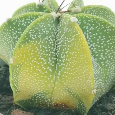 Astrophytum capricorne f. variegata - Giromagi