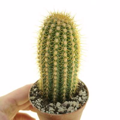 Trichocereus santiaguensis | Giromagi cactus and succulents for sale ...