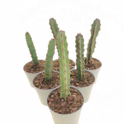 Euphorbia ledienii (scura) - Giromagi