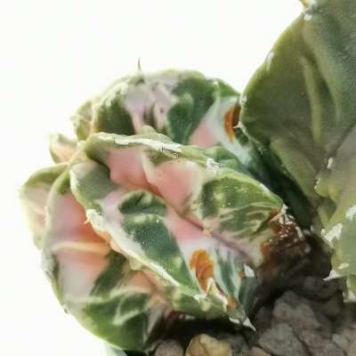 Astrophytum hybrid cv. Fukuryu f. variegata dicotomica - Giromagi