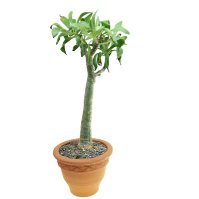 Tylecodon paniculatus - Giromagi