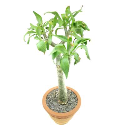 Tylecodon paniculatus - Giromagi
