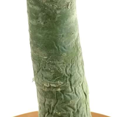 Tylecodon paniculatus - Giromagi