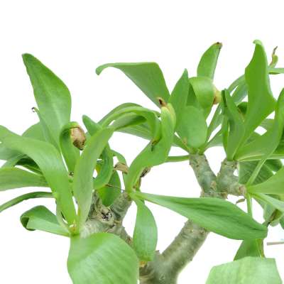 Tylecodon paniculatus - Giromagi