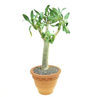 Tylecodon paniculatus - Giromagi