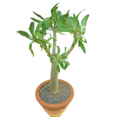 Tylecodon paniculatus - Giromagi