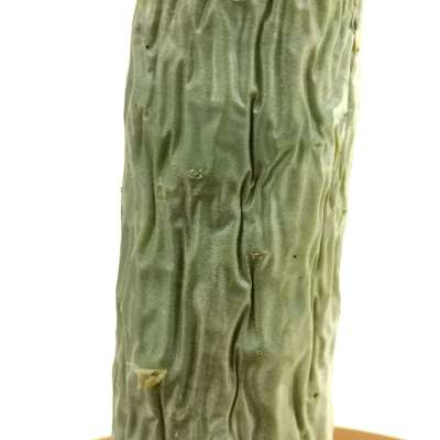 Tylecodon paniculatus - Giromagi