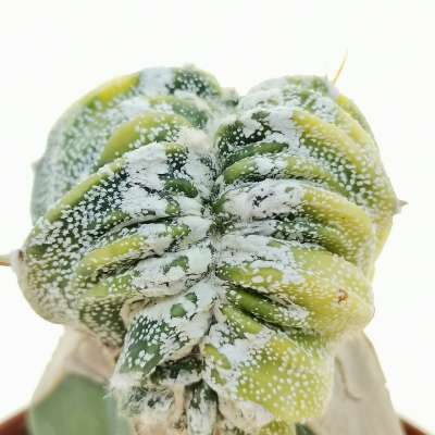 Astrophytum ornatum f. crestata variegata - Giromagi