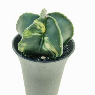 Astrophytum myriostigma f. variegata (Nishiki) - Giromagi