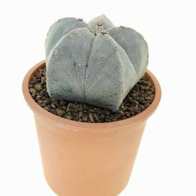 Astrophytum myriostigma - Giromagi