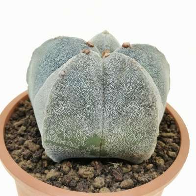 Astrophytum myriostigma - Giromagi