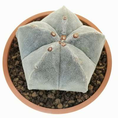 Astrophytum myriostigma - Giromagi