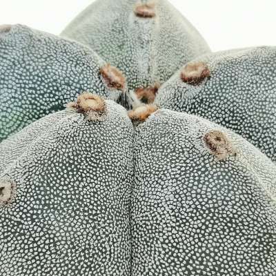 Astrophytum myriostigma - Giromagi