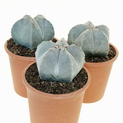 Astrophytum myriostigma - Giromagi