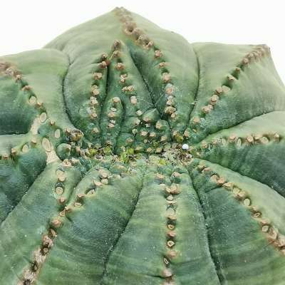Euphorbia obesa f. crestata (Rare form) - Giromagi