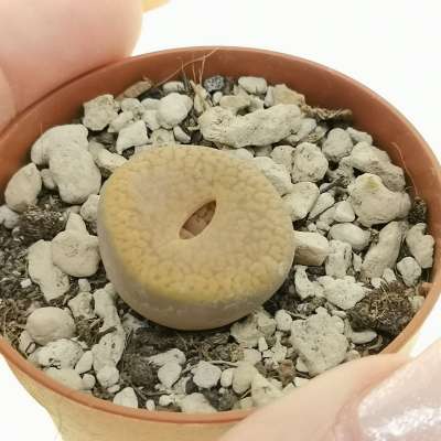 Lithops aucampiae (White flower)