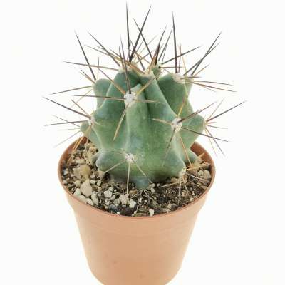 Echinocereus triglochidiatus - Giromagi