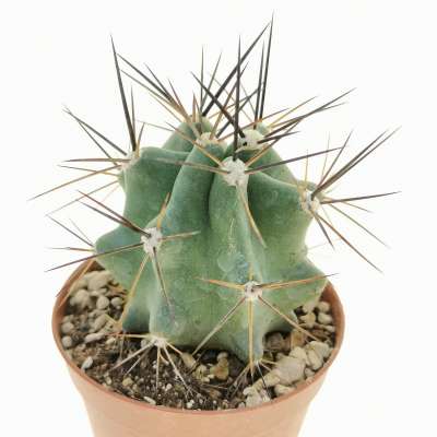 Echinocereus triglochidiatus - Giromagi