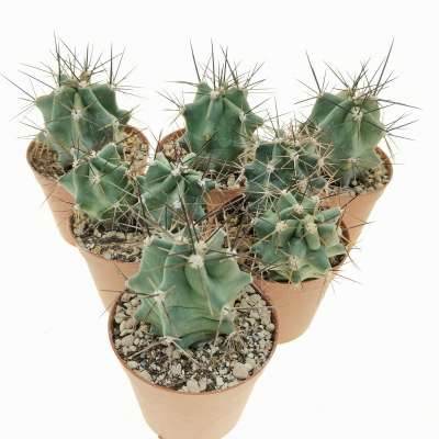 Echinocereus triglochidiatus - Giromagi