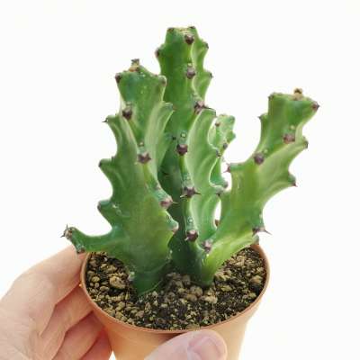 Euphorbia mayurnathanii