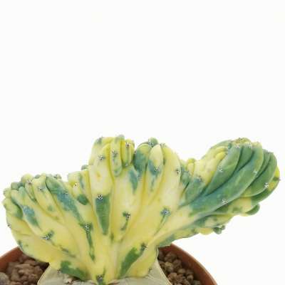 Myrtillocactus geometrizans f. crestata variegata - Giromagi