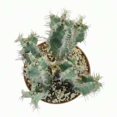 Euphorbia polyacantha - Giromagi