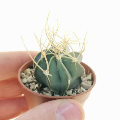 Astrophytum capricorne var. aureum