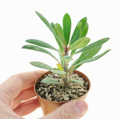 Euphorbia tardieuana