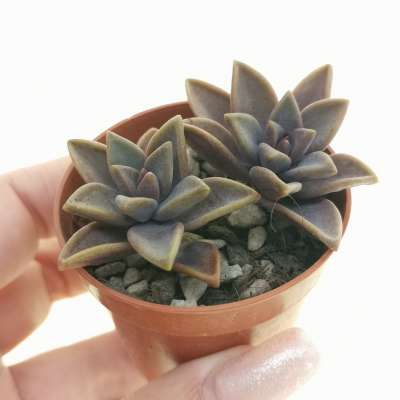 Graptosedum 'Bronze'