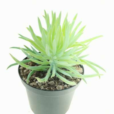 Senecio barbertonicus - Giromagi