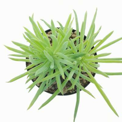 Senecio barbertonicus - Giromagi