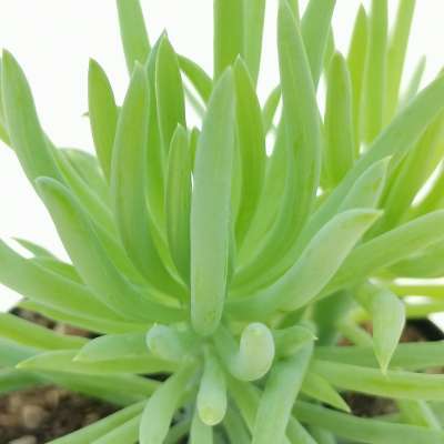 Senecio barbertonicus - Giromagi