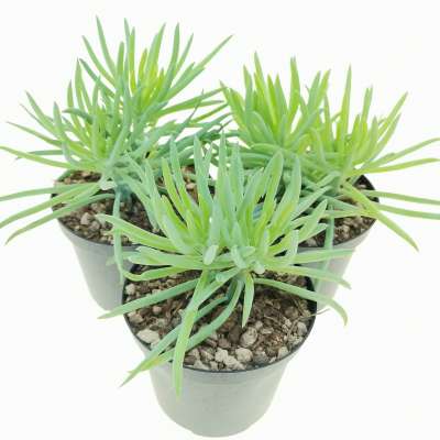Senecio barbertonicus - Giromagi