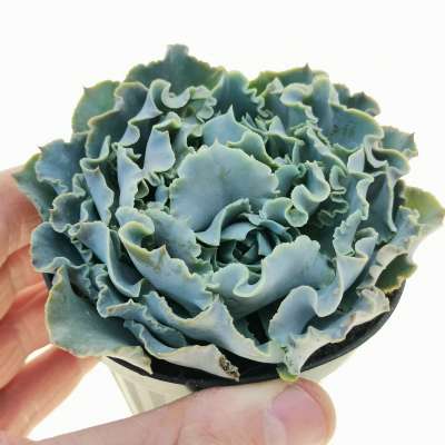 Echeveria shaviana 'Truffles' - Giromagi
