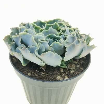 Echeveria shaviana 'Truffles' - Giromagi