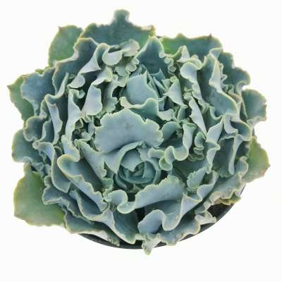Echeveria shaviana 'Truffles' - Giromagi