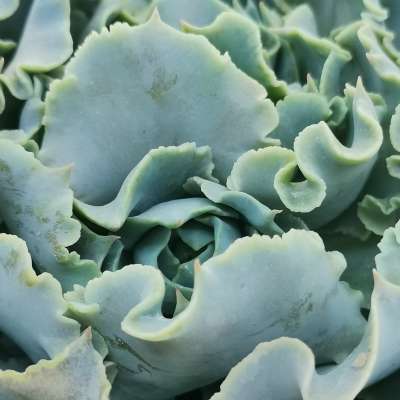Echeveria shaviana 'Truffles' - Giromagi