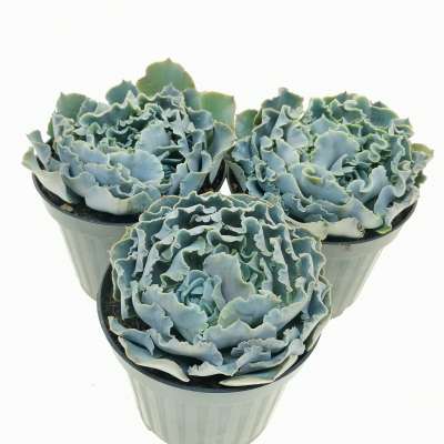 Echeveria shaviana 'Truffles' - Giromagi