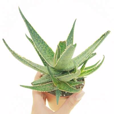 Aloe zebrina ‘Dannyz‘