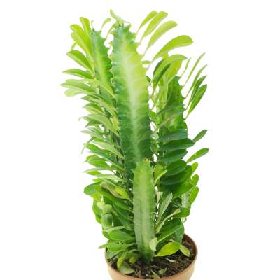 Euphorbia trigona - Giromagi
