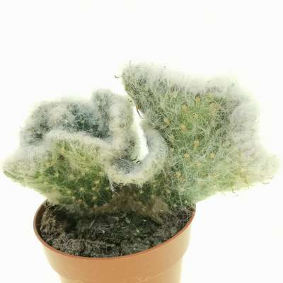 Opuntia vestita f. crestata - Giromagi