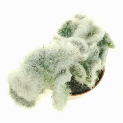 Opuntia vestita f. crestata - Giromagi