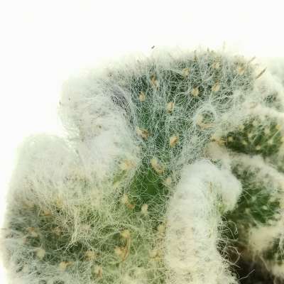 Opuntia vestita f. crestata - Giromagi