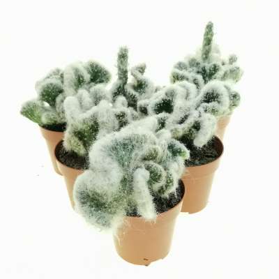 Opuntia vestita f. crestata - Giromagi