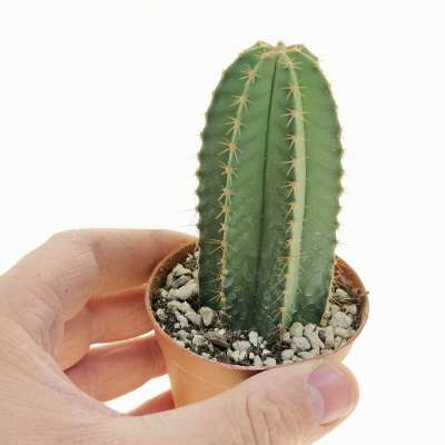 Myrtillocactus schenckii