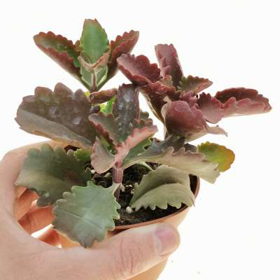 Kalanchoe sexangularis