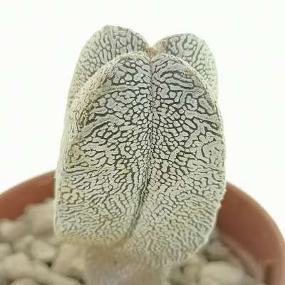 Astrophytum myriostigma cv. Onzuka quadricostatum  f. columnare - Giromagi