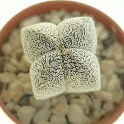 Astrophytum myriostigma cv. Onzuka quadricostatum  f. columnare - Giromagi